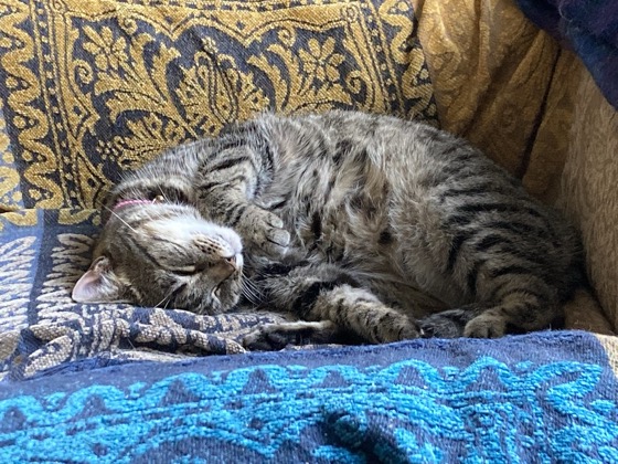 Why Do Cats Purr?